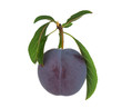 Red plum