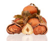 Ripe filberts
