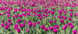 Purple tulips field
