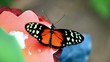 compilation de papillon