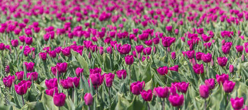 Photo: Purple tulips field Purple tulips field