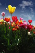 tulips - Tulpia (54)