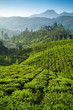 Beautiful fresh green tea plantation in Munnar, Kerala, India