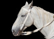white horse