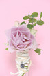 pink rose