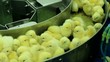 little baby chicks