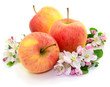 Photo: Äpfel Ernte Äpfel Ernte