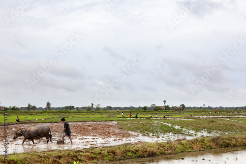 Photo: plowing the rice field plowing the rice field