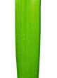 Green Leaf