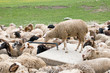 thirsty sheep