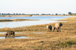A group of elephants and a buffalo in Botswana