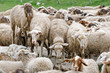 sheep grazing
