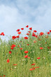 meadow with wild flowers nature scene