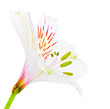 White Lily