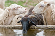 thirsty sheep