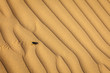 Scarab (Scarabaeus) beetle on desert sand