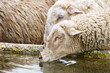 thirsty sheep