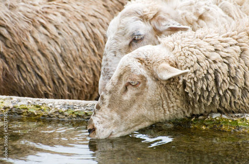 Photo: thirsty sheep thirsty sheep