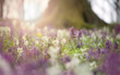 spring flowers in a colorful forest at sunset