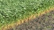 Green grass swaying in the wind.