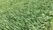 Green grass swaying in the wind.