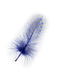 Guinea fowl feather in purple on a white background