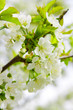 Weiße Kirschblüten.