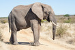 An elephant blocking the road in South Africa