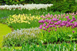 Tulips on field in spring time