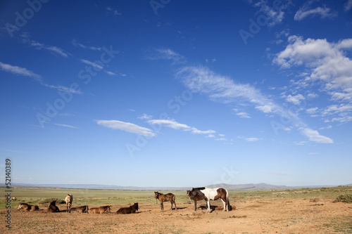 Photo: Mongolia Horse Mongolia Horse