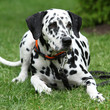 Beautiful dalmatian bitch lying