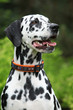 Portrait of beautiful dalmatian bitch