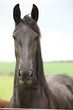 Friesian horse looking at you