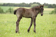 Small friesian foal looking at you