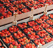 Erdbeeren
