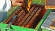 Working apiarist