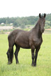Friesian horse looking on pasturage