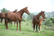 Batch of horses standing on pasturage