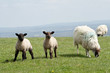 Two young lambs with mother