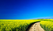 Rapeseed field in the beautiful springtime.