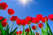 Pretty tulips  by springtime.