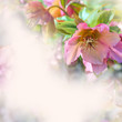 border of flowers