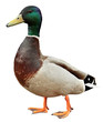 Mallard Duck with clipping path.
