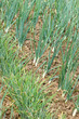 Organic onion
