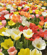 Colorful Tulips