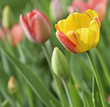 Colorful Tulips