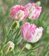 Pink Tulips