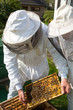 Two beekeepers maintaining bee hive