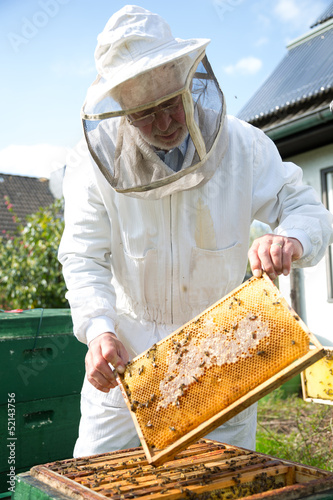 Photo: Beekeeper caring for bee colony Beekeeper caring for bee colony