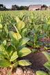 Tobacco field in Cuba